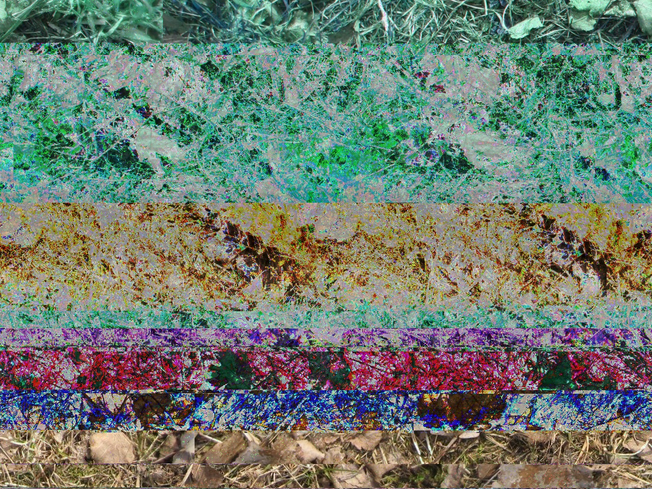Forest Floor Collage II